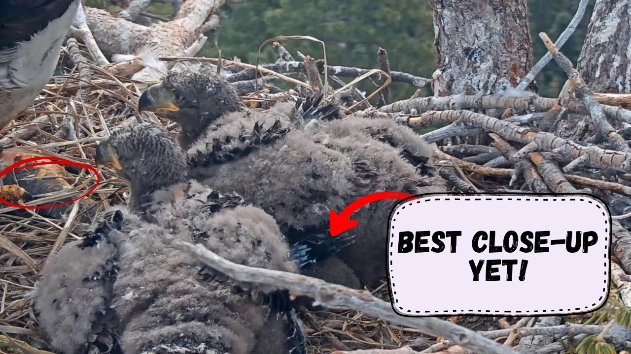 THE FLUFF IS UNREAL!  Best Close-Up of Sandy & Luna Yet! | Big Bear Eagles 2026