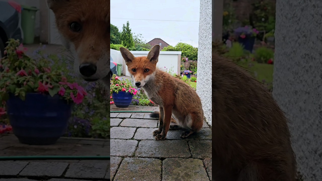 Wild Fox Waiting For The Rain To Pass #foxes #wildfox