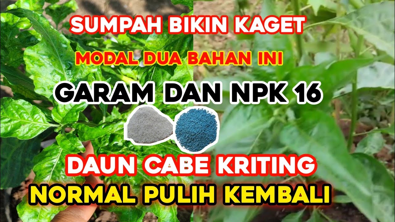 Unik tapi terbukti‼️Cara pulihkan daun cabe kriting dengan garam dan npk