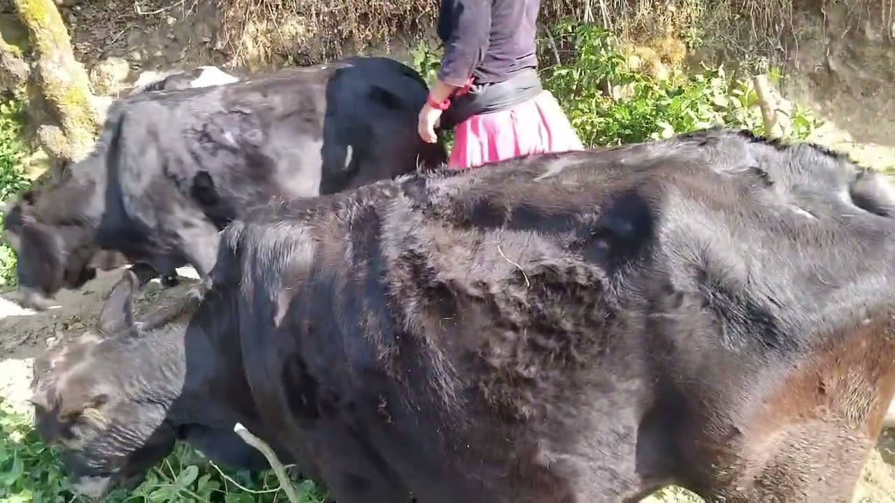 एकलौ ले यती धेरै काम ग्रनु प्रछ साथी हो। 😥 #kabitavlogs3 #rurallife 