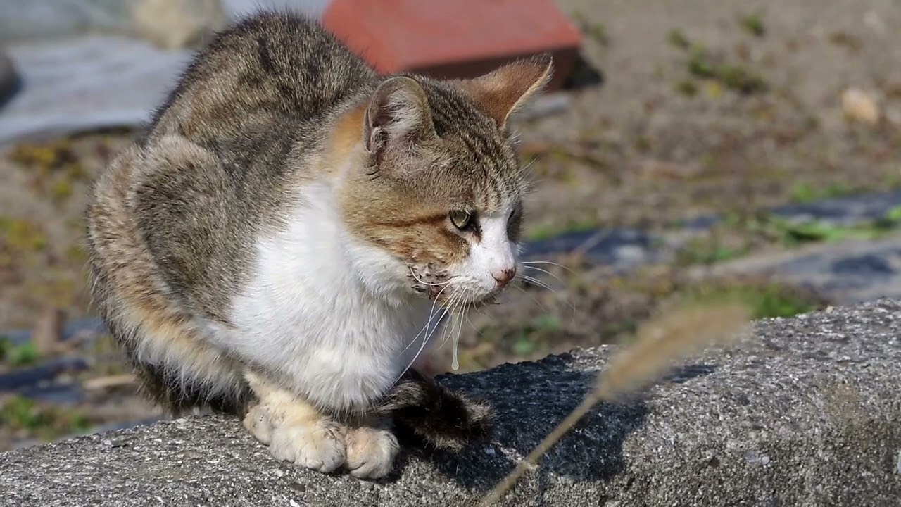 日向ぼっこする猫ちゃん♪令和８年2月14日🍫🏇