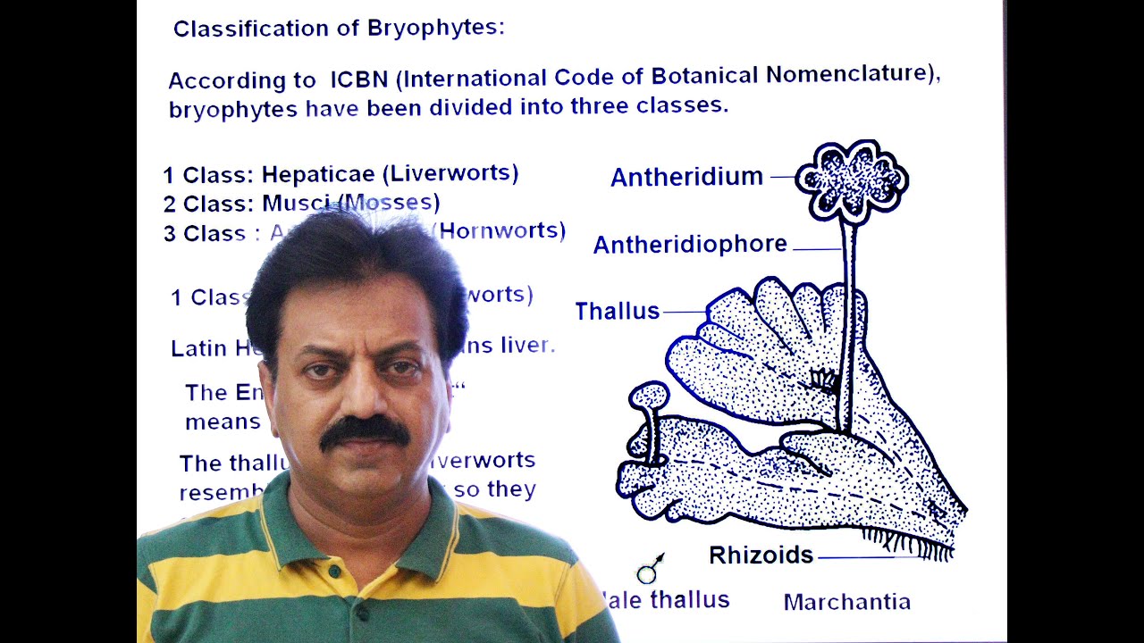 First Year / Chapter 9 / Kingdom Plantae / Part 4 / Classification of Bryophyta