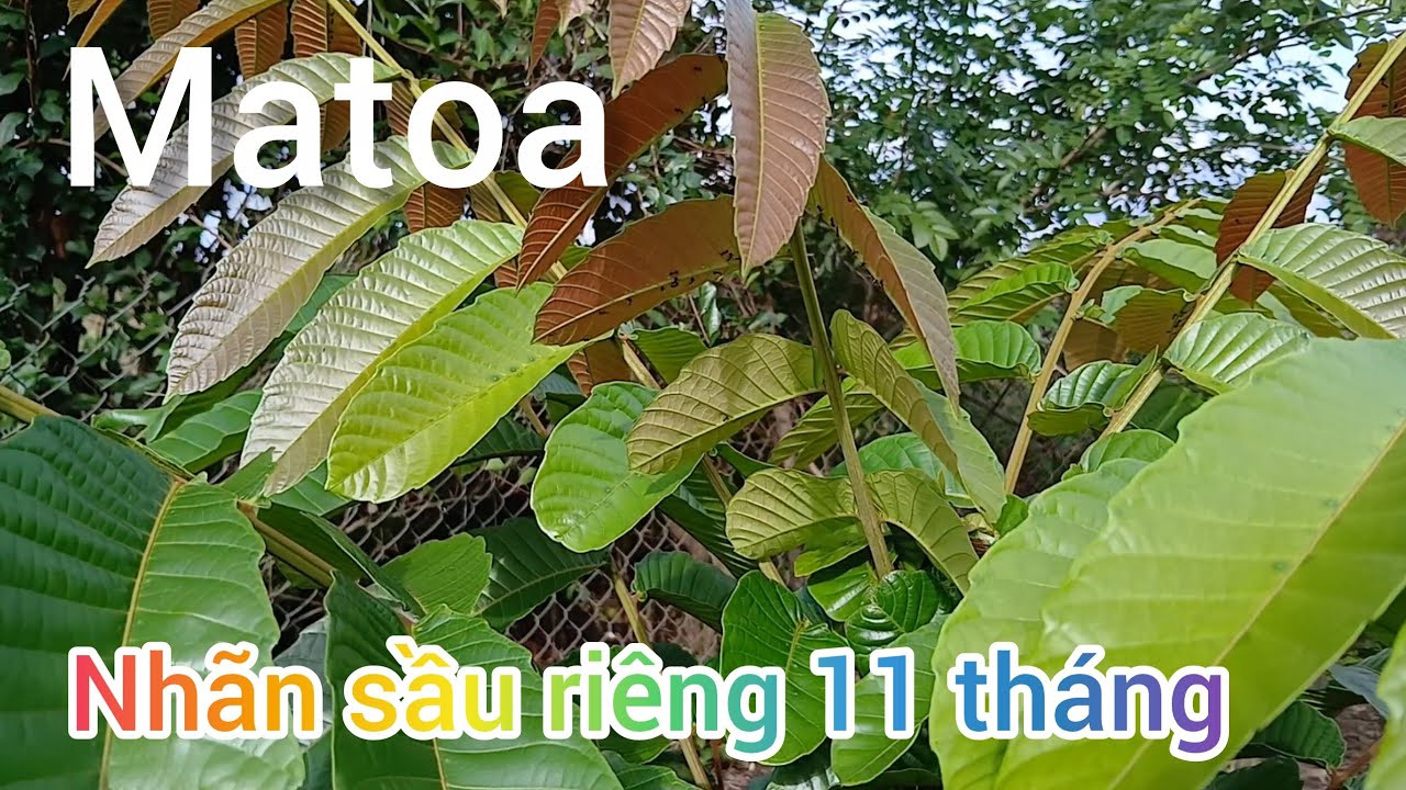 Матоа дуриан 11 месяцев #matoa #nhansaurieng