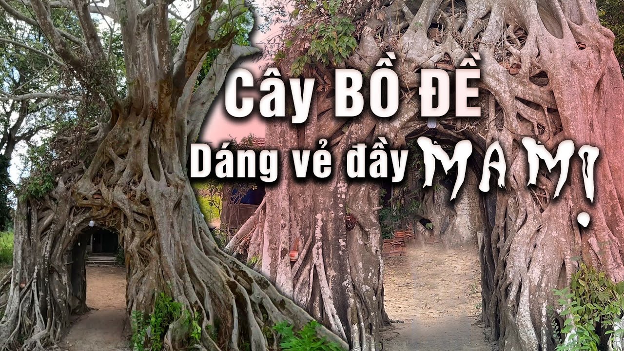 Bí Ẩn cây Bồ Đề gần 200 năm tuổi dáng vẻ Ma Mị đầy sự huyền bí ở ngôi Miếu Cổ