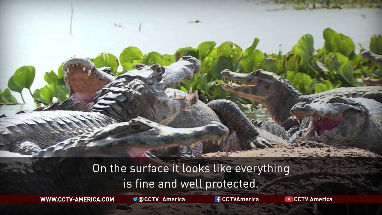 Wildlife in Brazilian river basin fight for survival