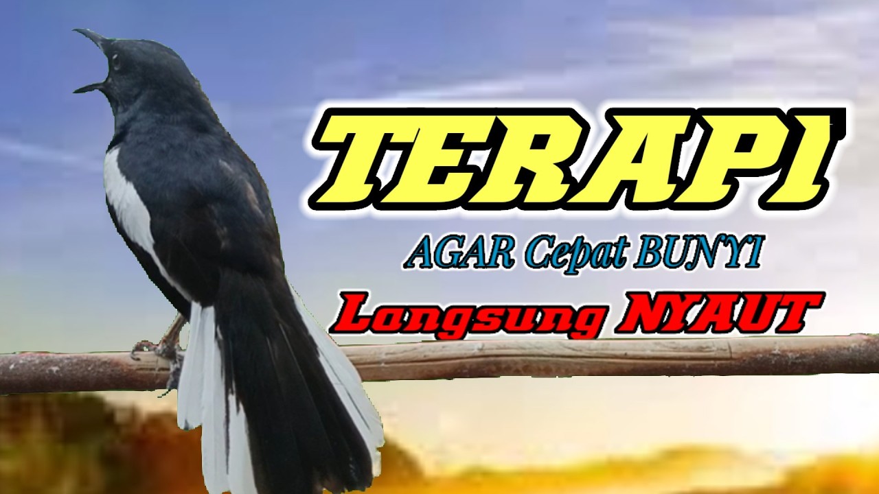 Terapi kacer ngeplong ini bikin bahan cepat bunyi, Masteran kacer durasi panjang berjam jam