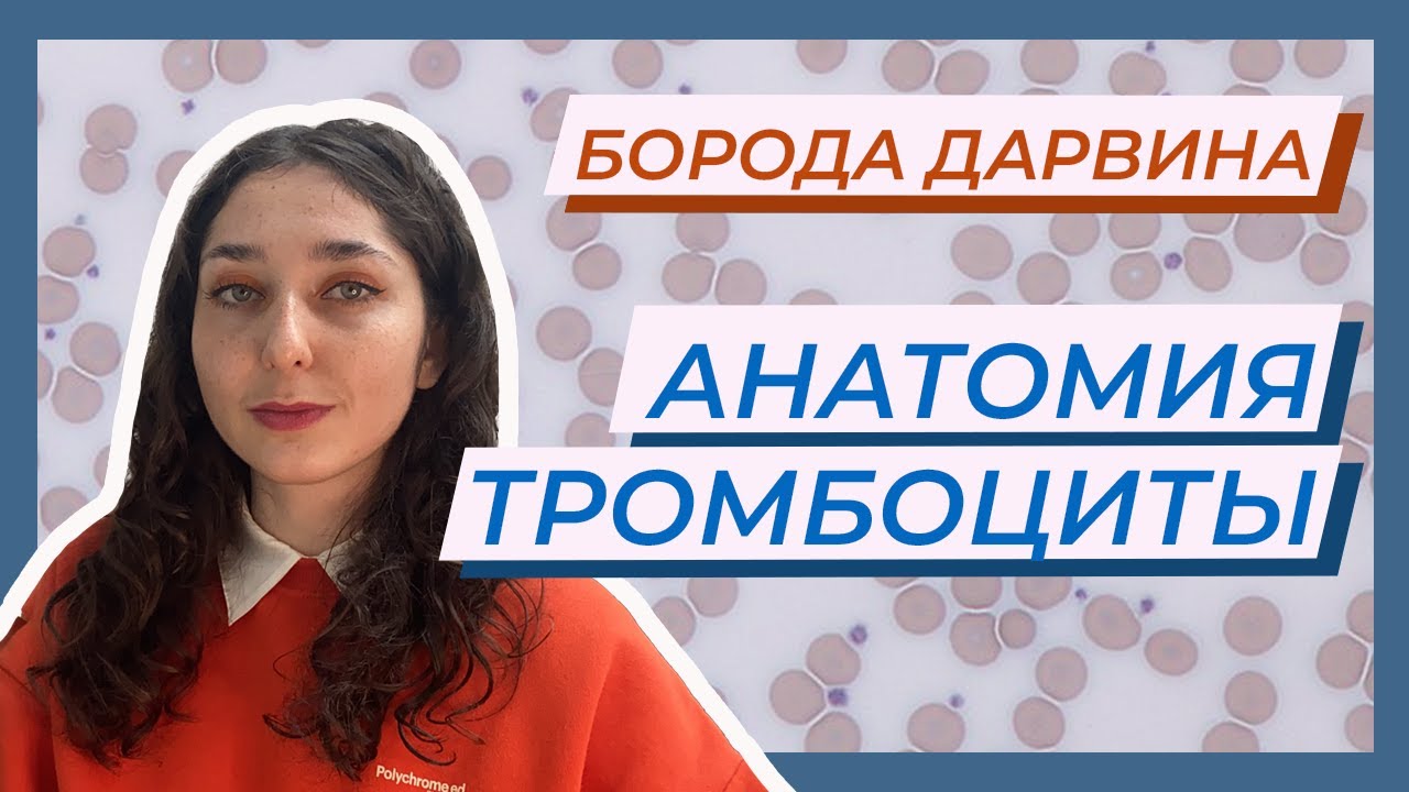 Анатомия — тромбоциты. Форменные элементы крови.