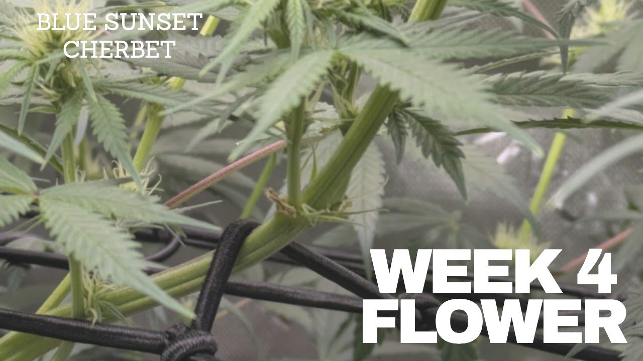 Seed to harvest Barney's Farm Blue Sunset Cherbet with Triple Cheese in a Vivosun 2X4.