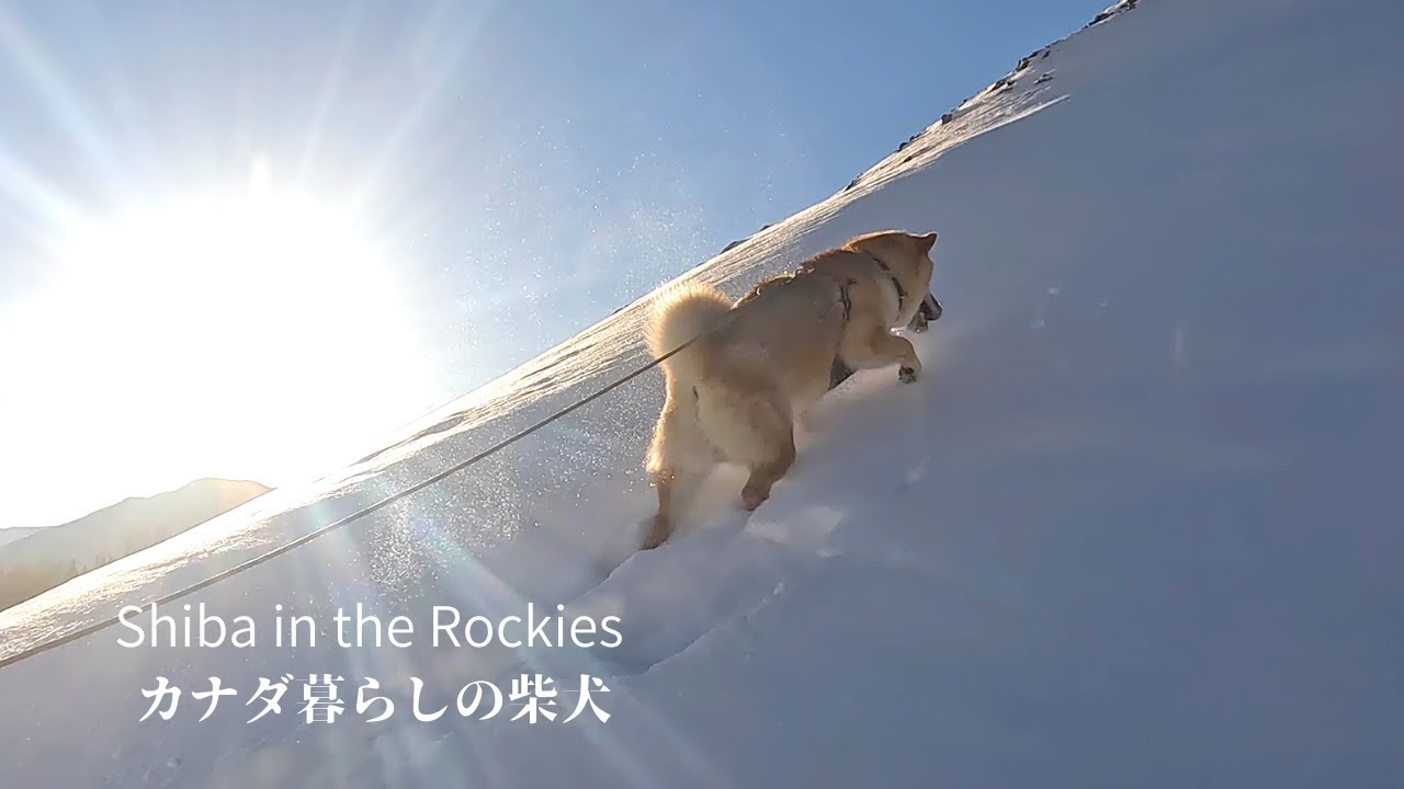 登山犬としての素質が徐々に開花してきた柴犬ソラ【4K】カナダ海外生活