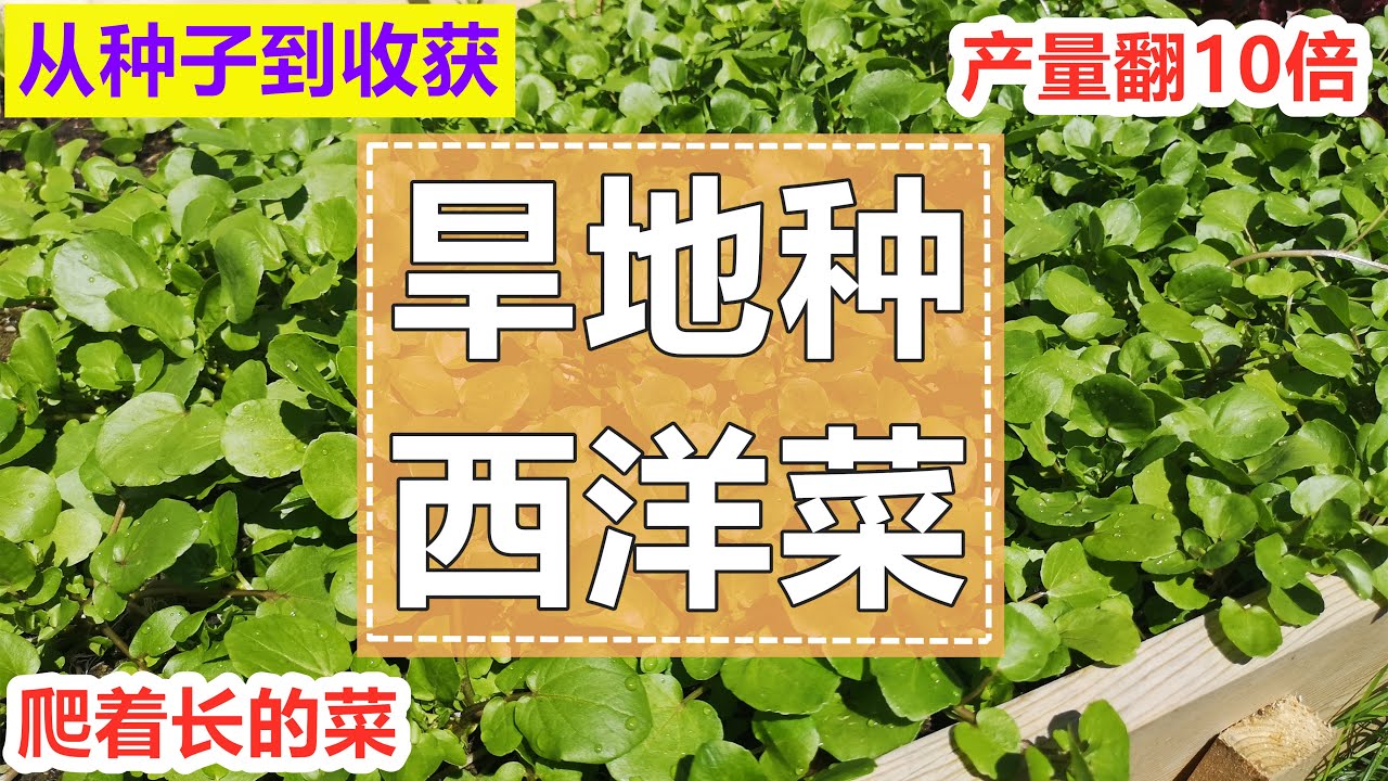 看看【西洋菜/豆瓣菜】的真面目！ 从种子旱地种植到采收, 简单无虫害, 超级鲜嫩, 多年生, 比扦插多收10倍！Planting watercress from seeds to harvest