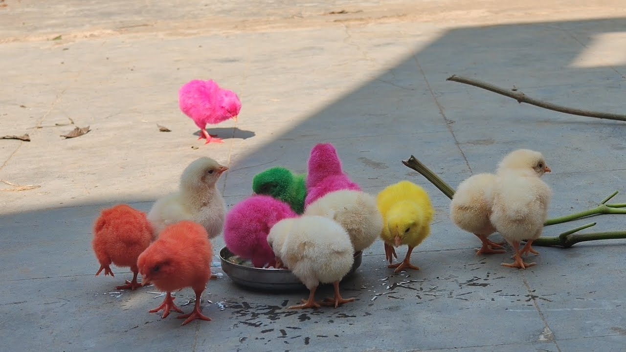 How to colour chicks at home | రంగు కోడి పిల్లలు పెంపకం ఎలా ? Colour chicks caring 🐣💯