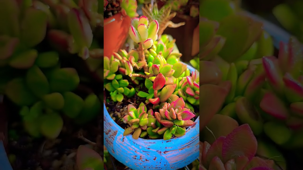 Anacampseros telephiastrum variegata #любительсуккулентов #короткоевидео