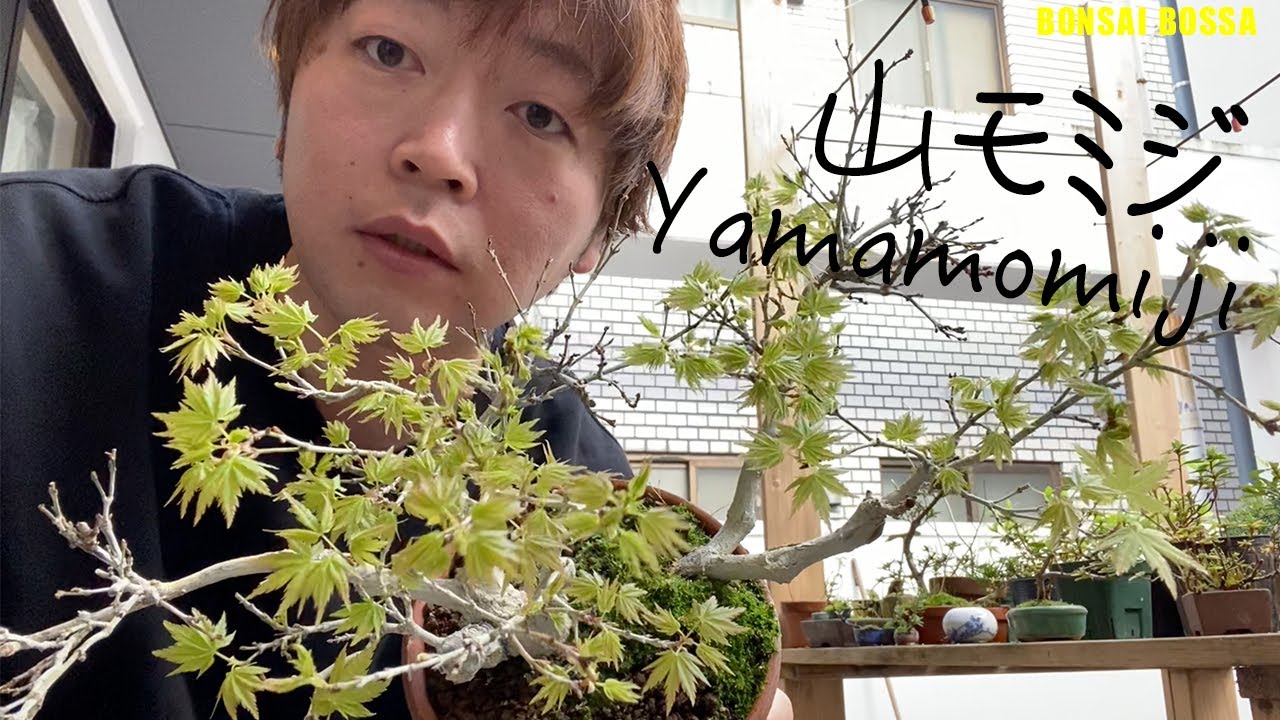 Pruning dead branches of Yamamomiji 山もみじの枯れ枝を剪定