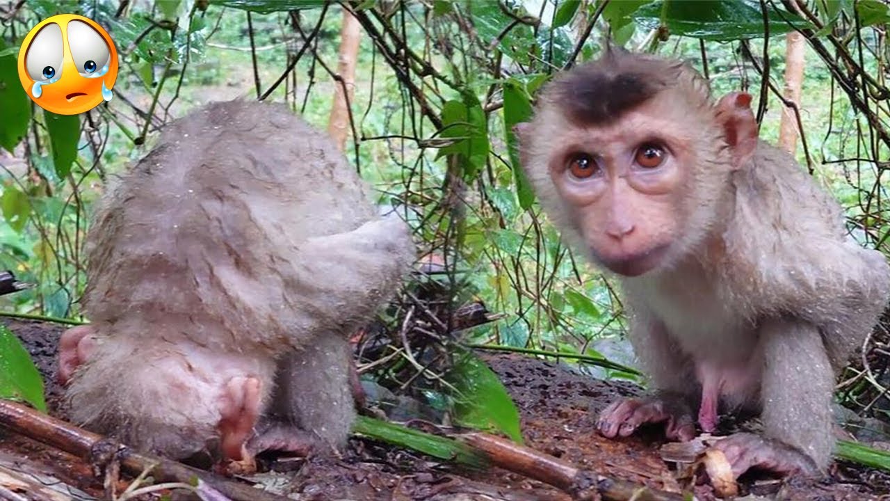Poor little monkey is lonely in the rain, only to comfort himself