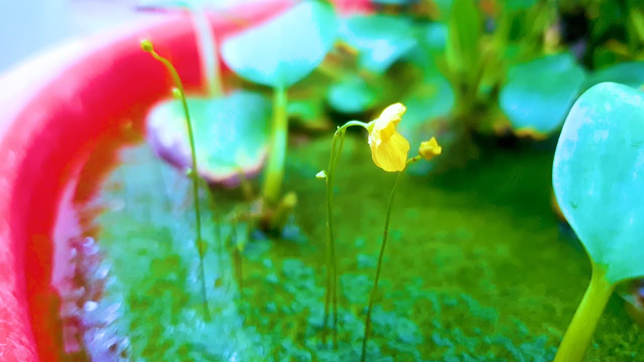 #水草設備資訊篇8~水草的Vlog~祝大家中秋節快樂