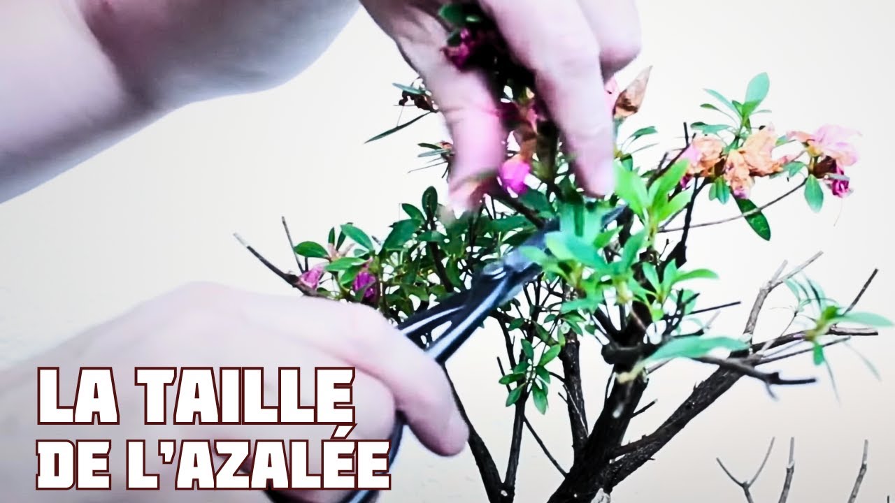 РАЗМЕР САЦУКИ АЗАЛИЯ 🌱 НЭДЖИКАН БОНСАЙ 🌱