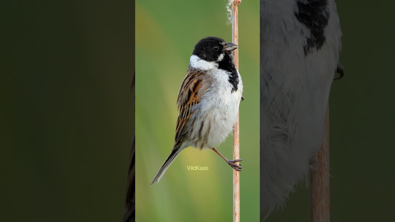 Bird Reed Bunting #Nature #Bird #wildlife #Reed #Bunting #beautiful #Songbird #VildKast HA72097