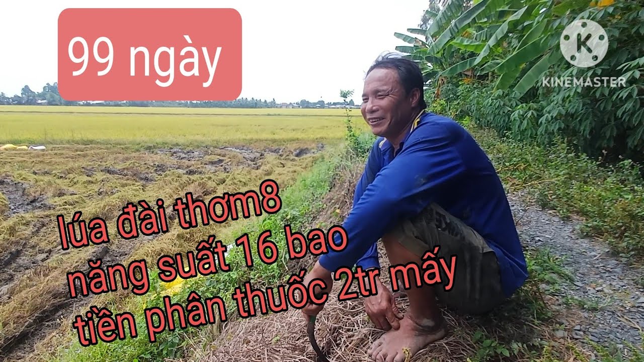 Thu hoach lúa vụ đông xuân bơm phân bị thất bại cắt 16 bao lấy cọc 6.1n sục 5.9n