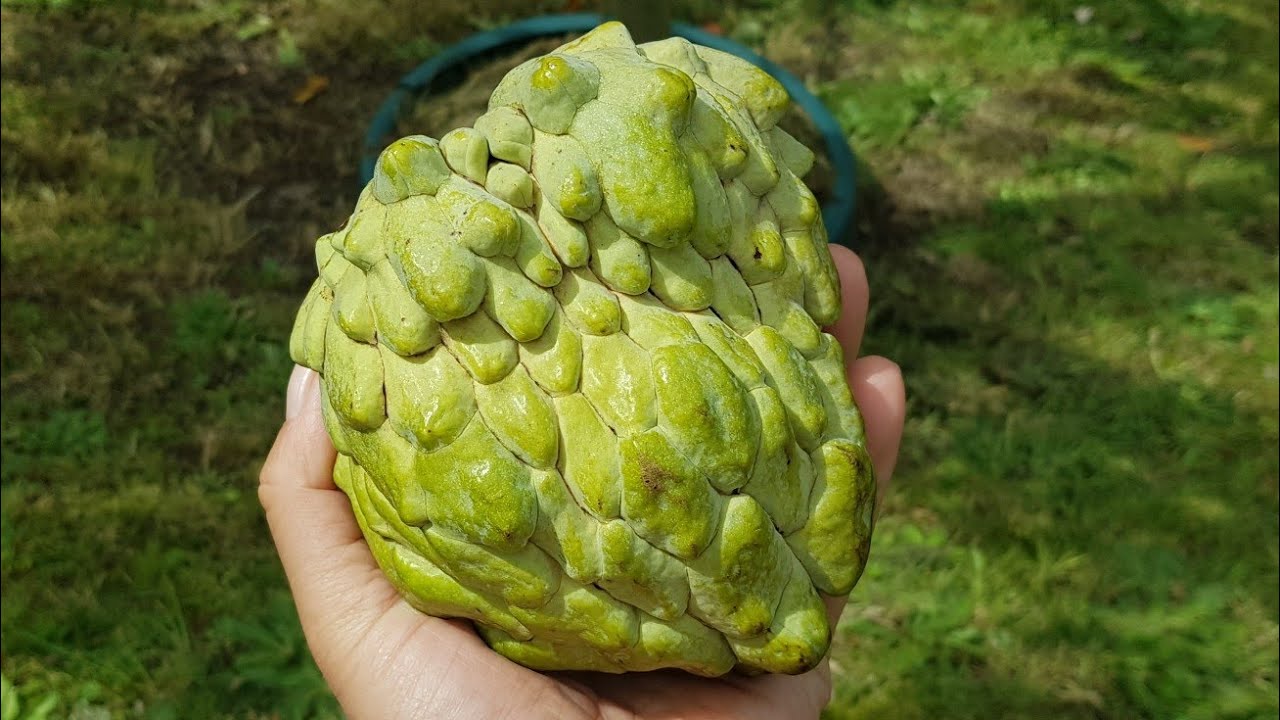Picking GIANT Custard Apple 
