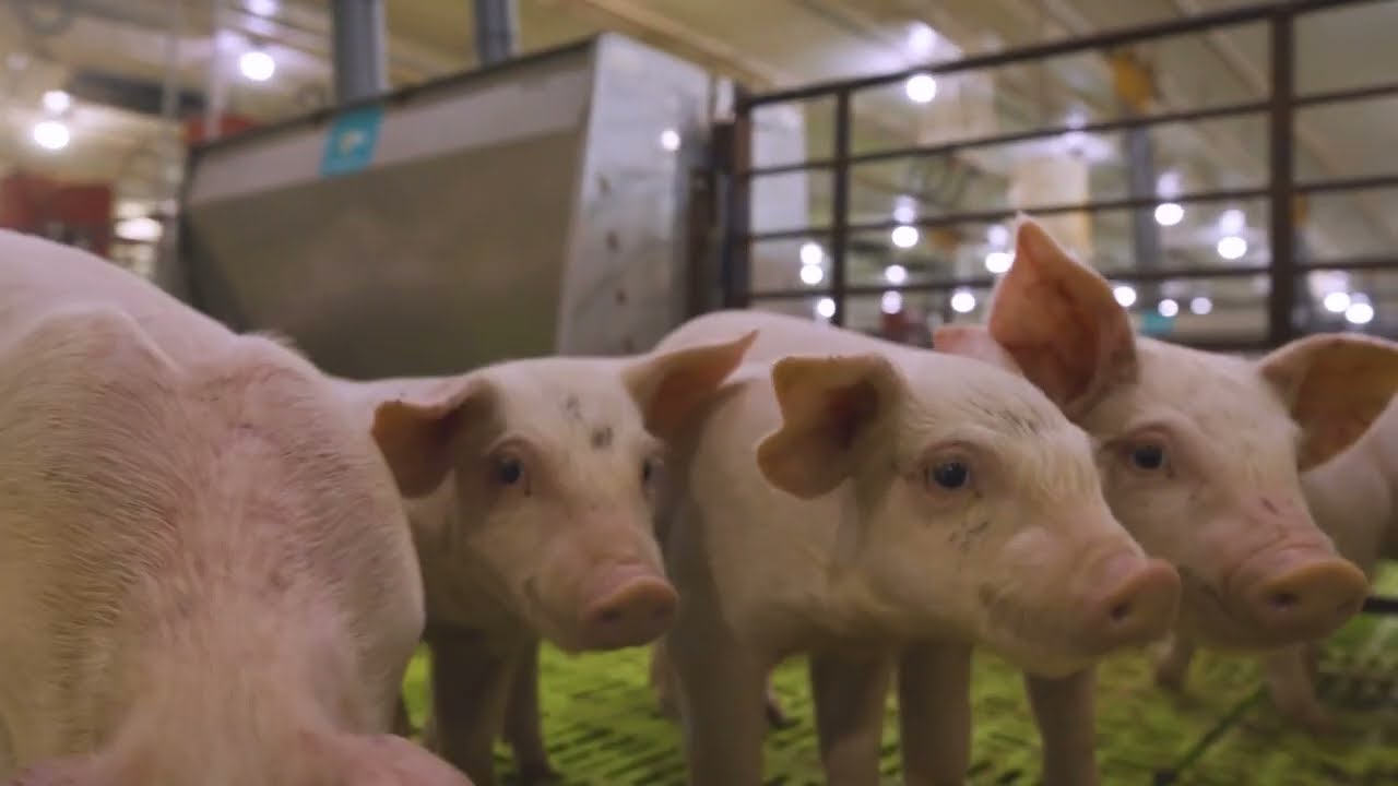 Swine Nutrition Research at LLRC2