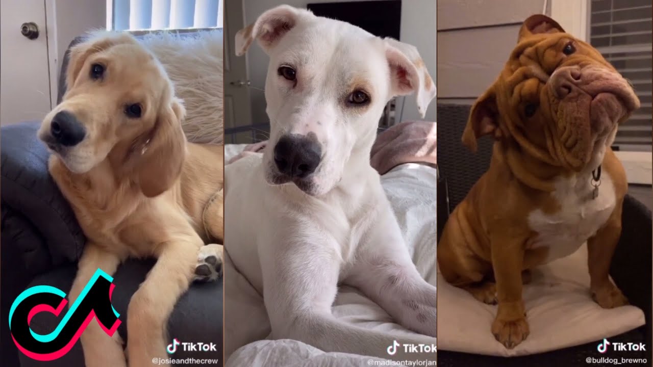 Sound That Make Dog Tilt Their Head Challenge.. TikTok Compilations Part 1