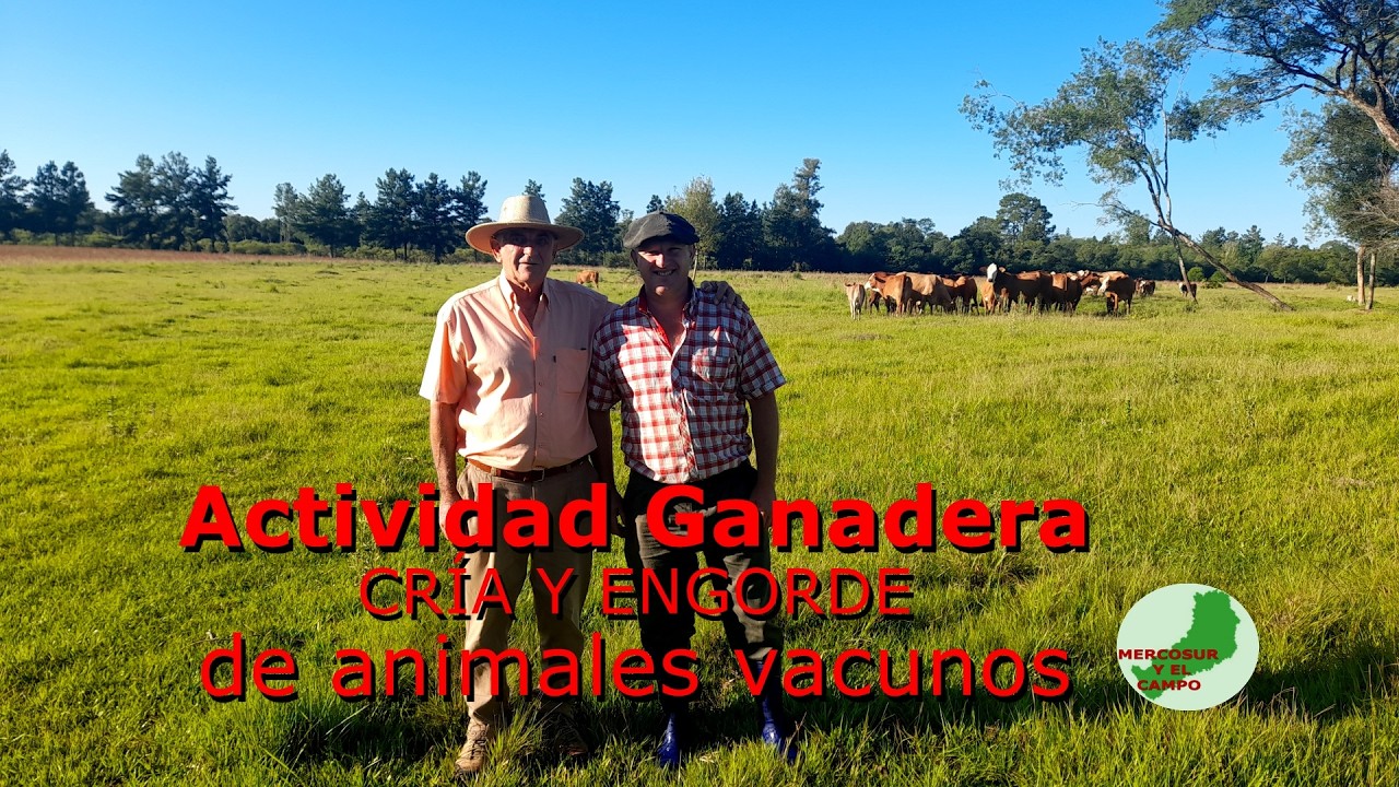 Cría y engorde de animales vacunos en Itacaruaré Misiones Argentina 2026. 2da parte