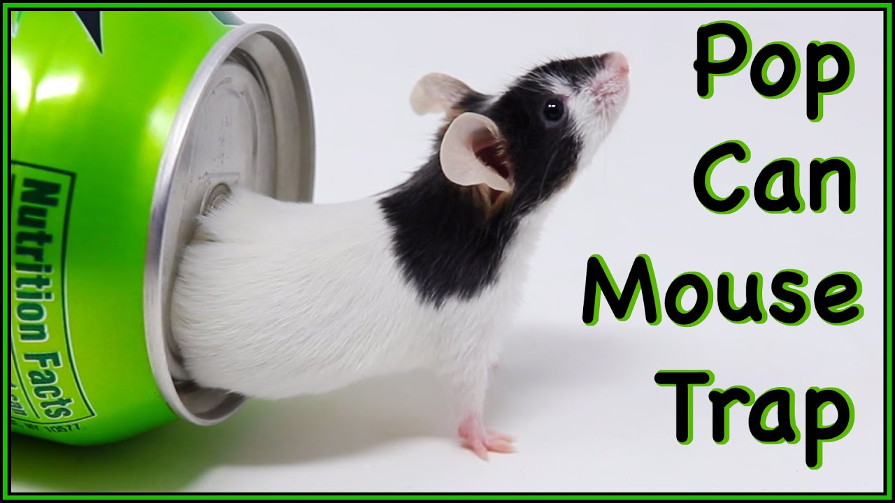 Can Mice Squeeze into A Pop Can?  The Can Mouse Trap From 2007 - Mousetrap Monday