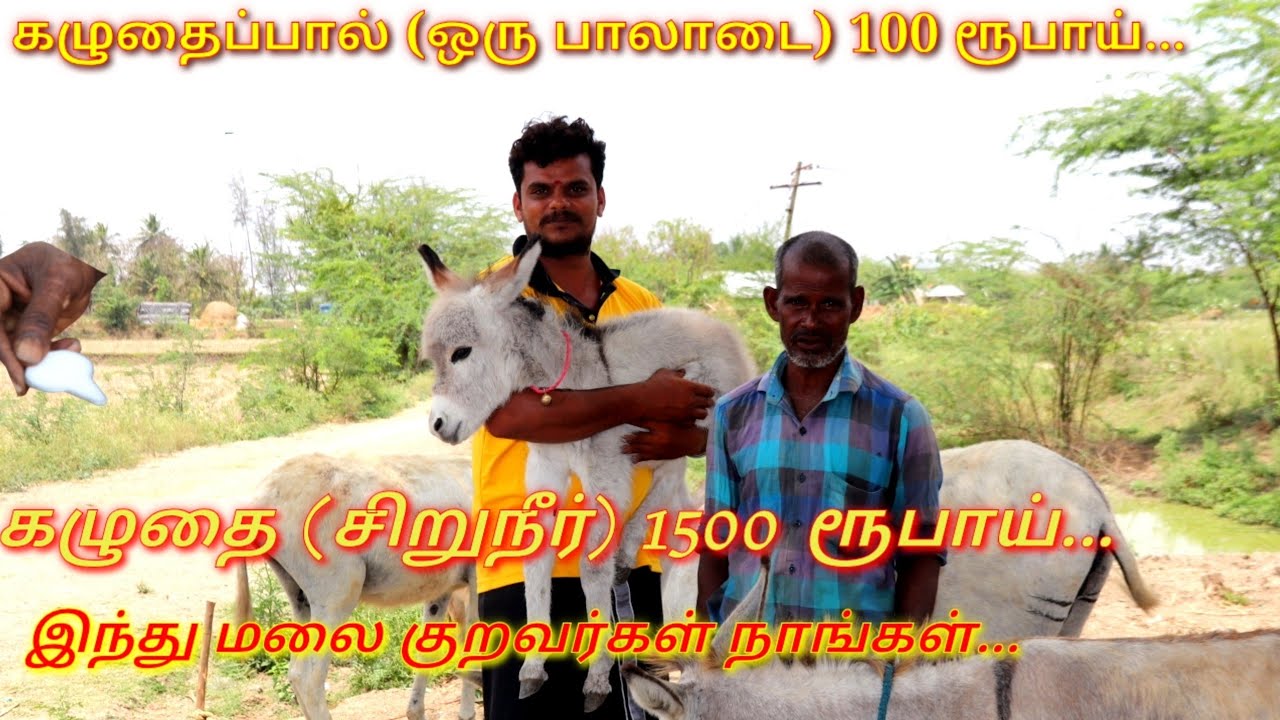 Kazhuthai pannai in tamilnadu//kazhuthai valarpu in tamilnadu