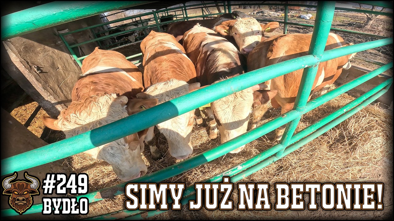 #249 Bydło opasowe - Wypuściliśmy Simentale. Dalsze zmagania z gnojem - prawie się zakopałem!
