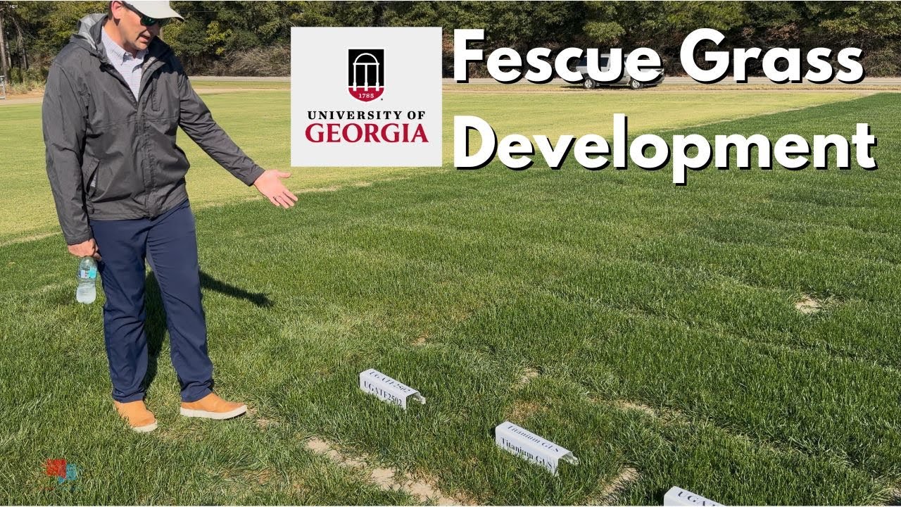 Fescue Grass Development at University of Georgia - #golfcourselawn