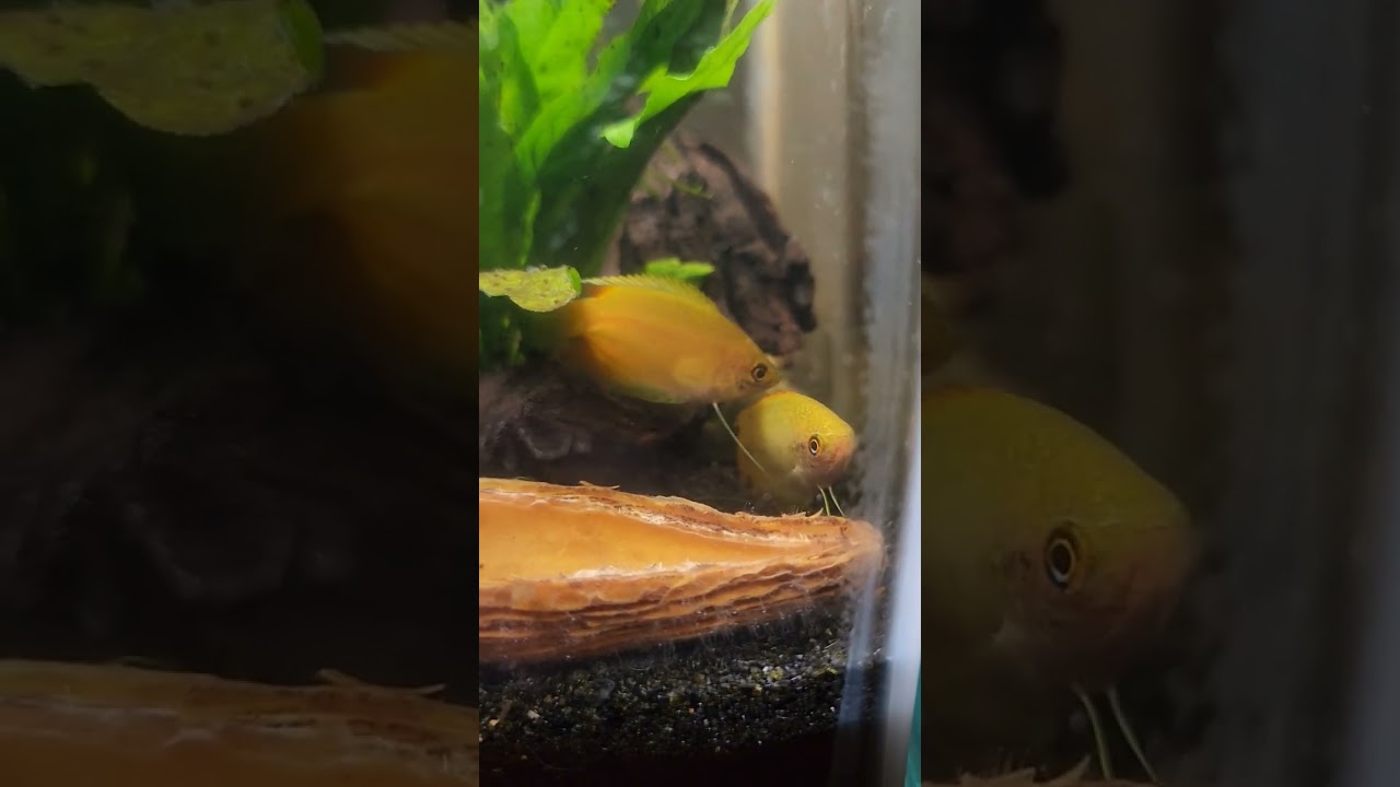 Honey gourami agressive behavior