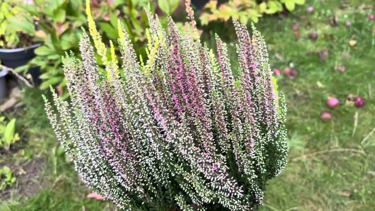 كيفية العنايه بنبات كالونا الجميله ، والاجواء الملائمه لها 🌸🌸🌸