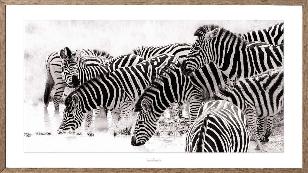 Framed Zebras | TV Wall Art in 4K | 3 Hours