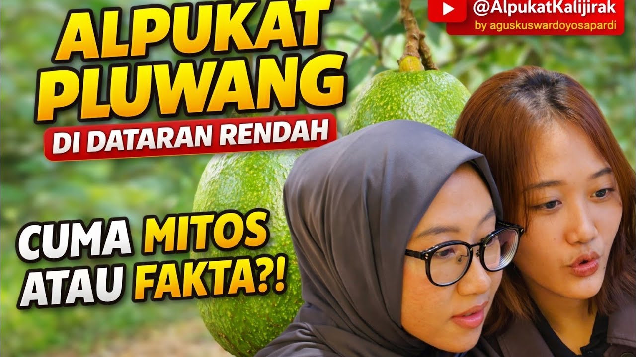Jumbo Mungkinkah???  Alpukat Pluwang di MDPL Rendah.