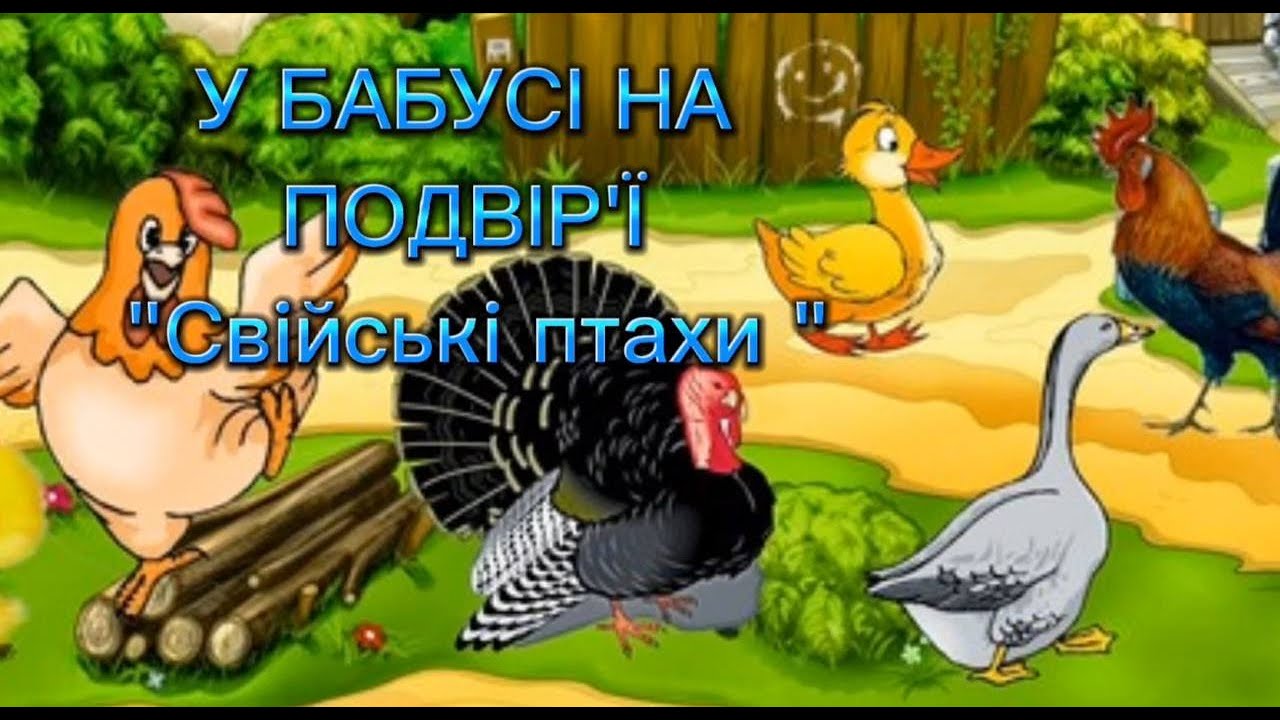 У бабусі на подвір'ї. Свійські птахи