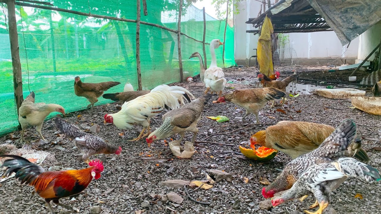 Happy to see a chicken digging its heart out Part 52
