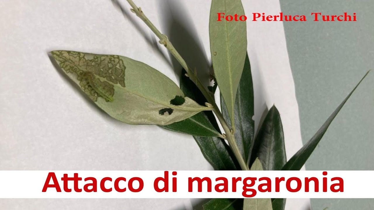 Difesa dell'oliva - Attacco di margaronia
