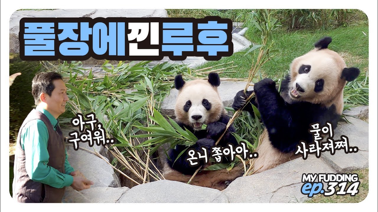 풀장 속에 루후, 꽉 찬 귀여움💦루이, 동생 예뻐 쓰담🤣후이, 성큼 관람객 앞으로!