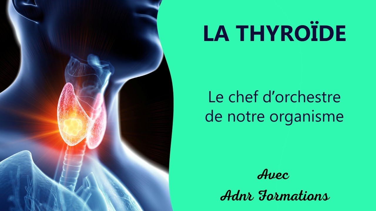 La Thyroïde : le chef d'orchestre de notre organisme - ADNR Formations