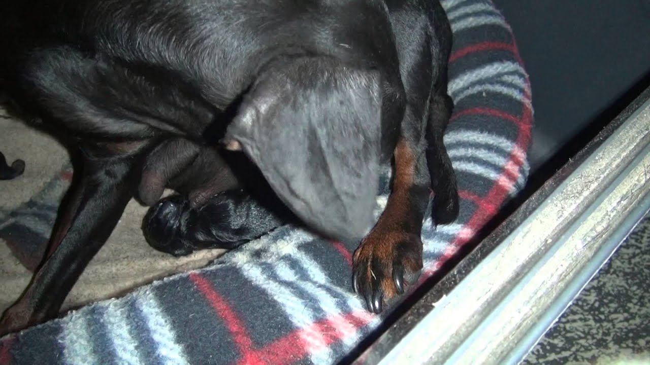 Hundegeburt - Zwergpinscher