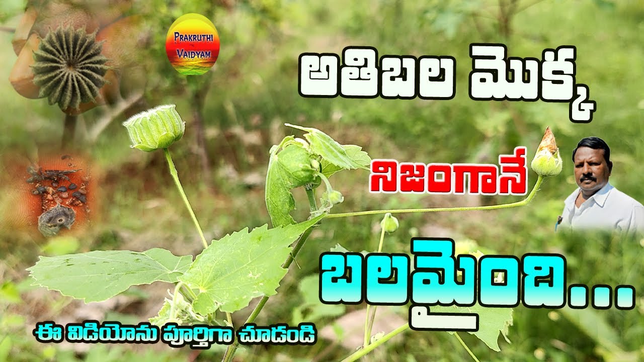 అతిబల మొక్క  నిజంగానే బలమైంది...||Sida rhombi folia Benefits In Telugu||Mudrabenda