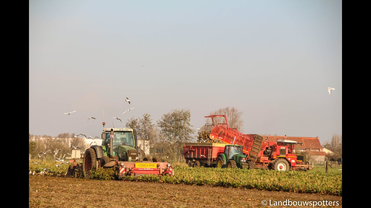 Dewulf R7050 en Fendt 818 bieten rooien 2014 - Destoop uit Waregem