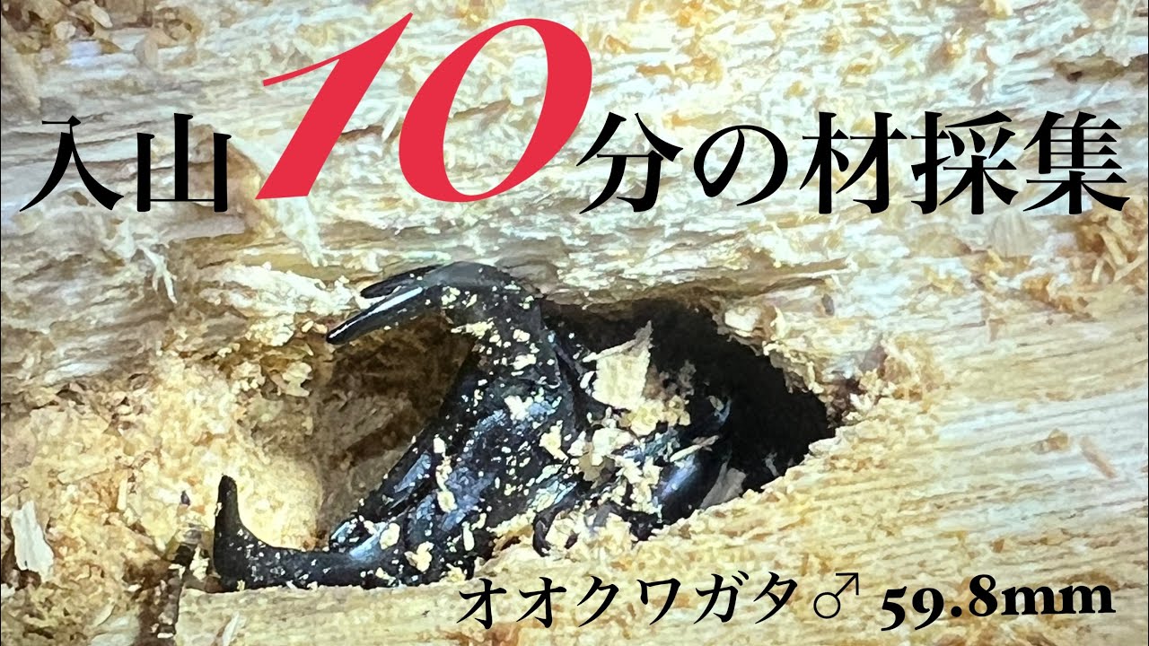 ［オオクワガタ材採集］入山10分の材採集　2頭目　♂59.8mm