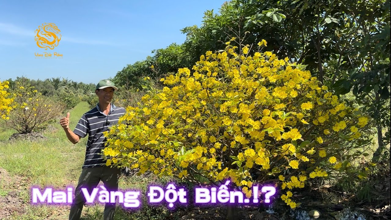 🐉💥Thú chơi sưu tầm Mai Vàng đột biến ở Làng Mai Vàng Bình Lợi|Vùng Đất Rồng 