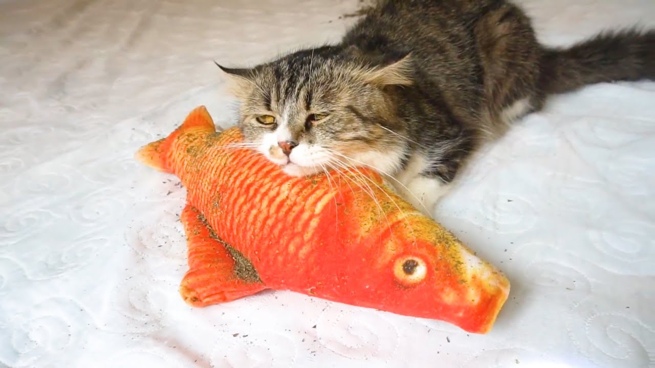 Top 10 Toys Cats Want