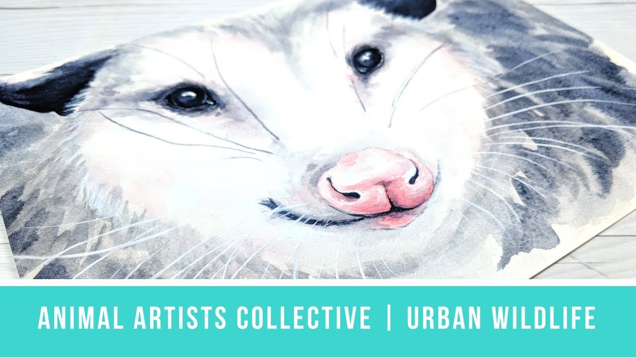 Animal Artists Collective: Urban Wildlife | Falling in Love with Opossums