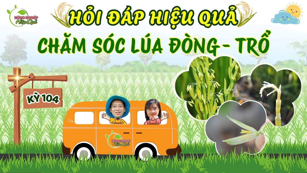 HỎI ĐÁP HIỆU QUẢ - CHĂM SÓC LÚA ĐÒNG – TRỔ TRƯỚC TẾT| CHUYẾN XE CANH TÁC – KỲ 104 #agriculture