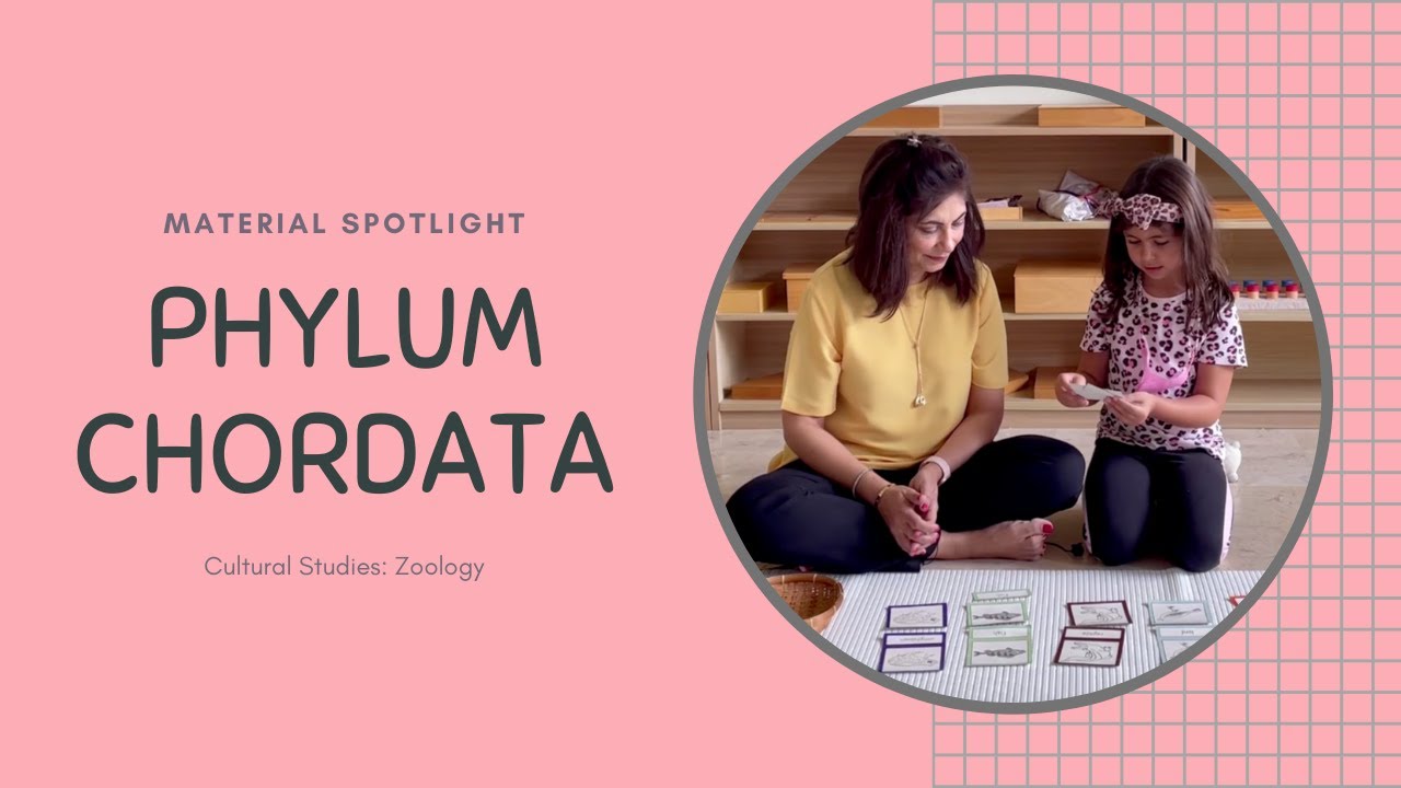 Material Spotlight: Phylum Chordata