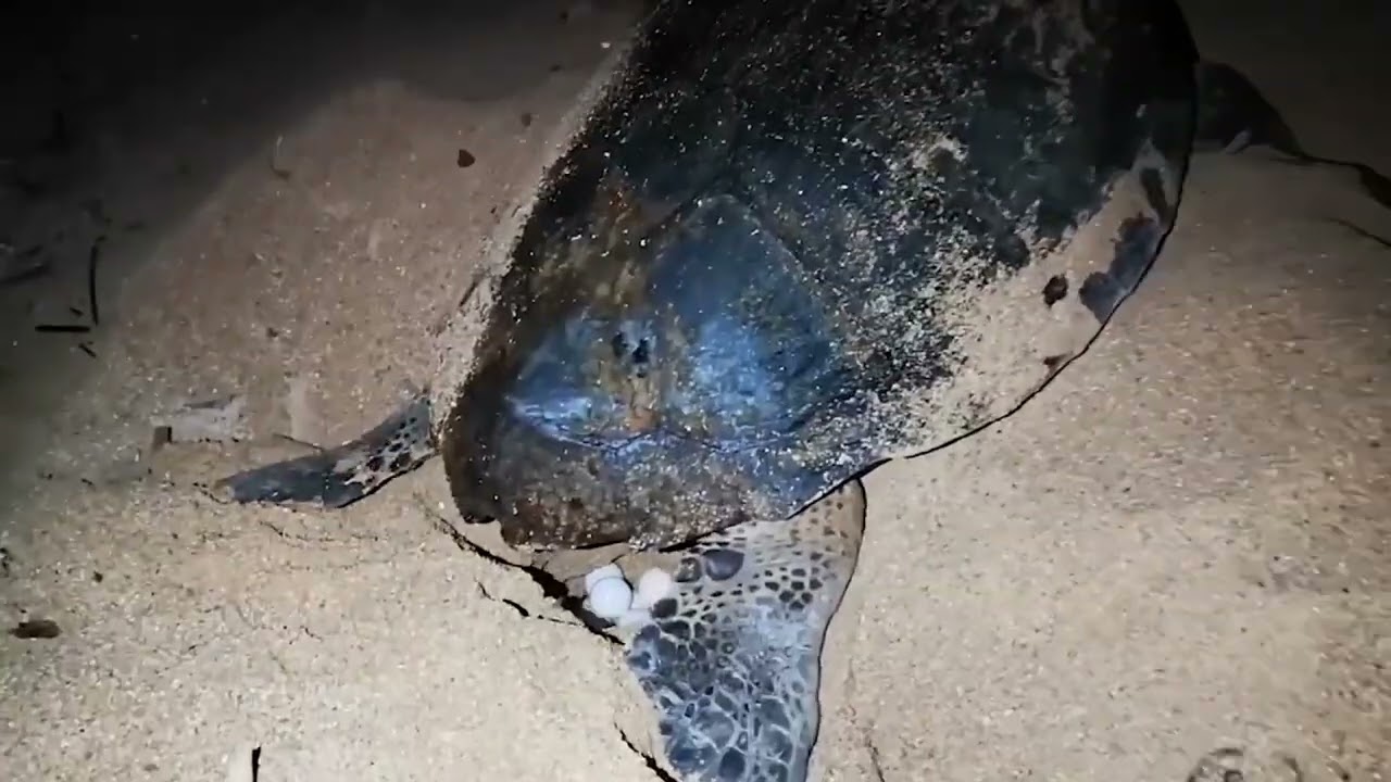 Petacciato: tartaruga Caretta Caretta depone le uova sulla spiaggia - 07/07/2024