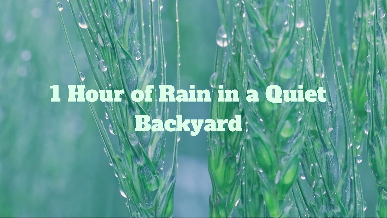 1 Hour of Rain in a Quiet Backyard 🌧 Gentle Rain Sounds for Relaxing, Studying & Sleep #rainsounds